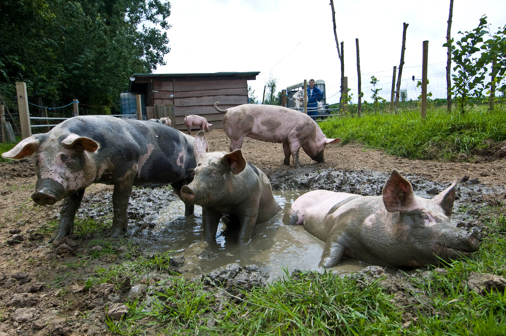 pig-in-mud.jpg